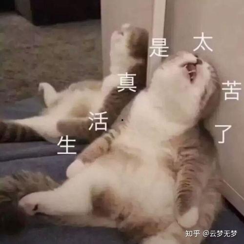 抱膝坐表情包,诠释孤独与沉思的瞬间